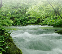 写真：水質浄化